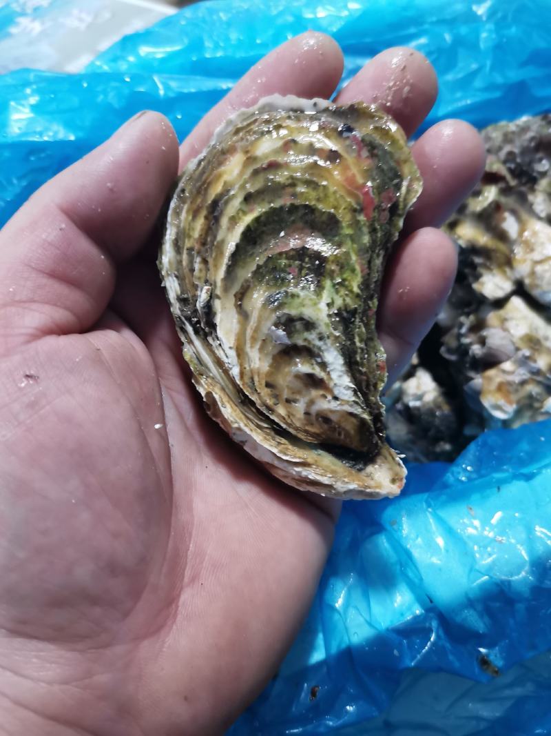 福建生蚝，家庭小包装，欢迎电商，团购来聊