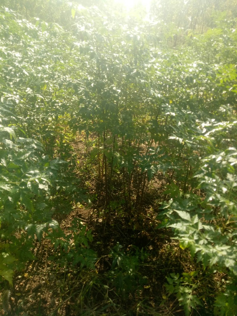 苦楝树苗供苗圃建圃使用苗基地直销