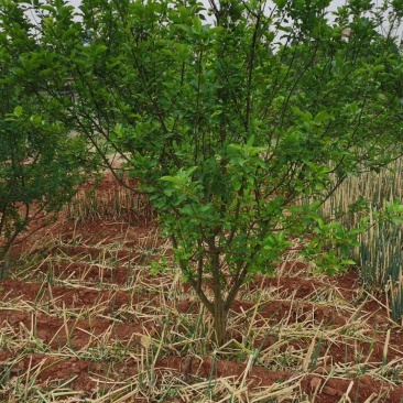 四川成都温江基地苗圃苹果树，质量保证，基地货欢迎选购