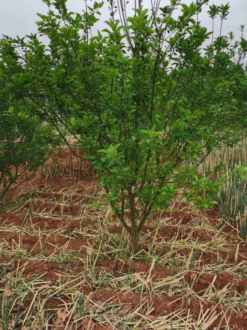 四川成都温江基地苗圃苹果树，质量保证，基地货欢迎选购