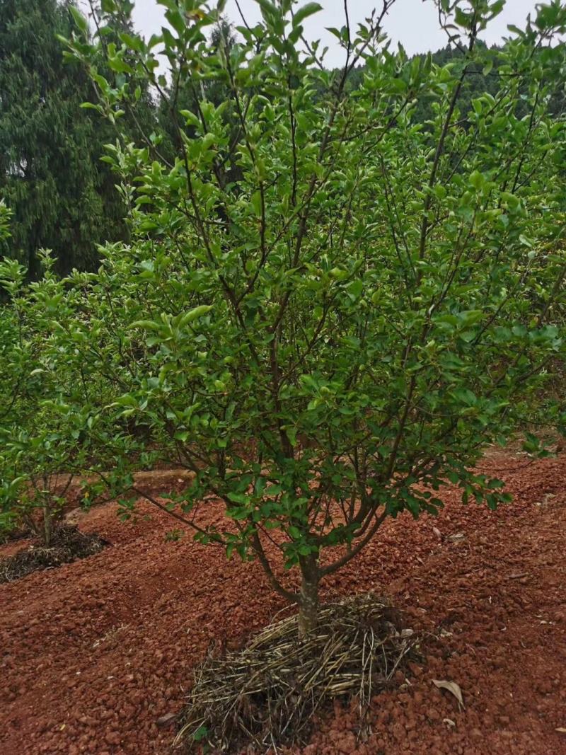 四川成都温江基地苗圃苹果树，质量保证，基地货欢迎选购