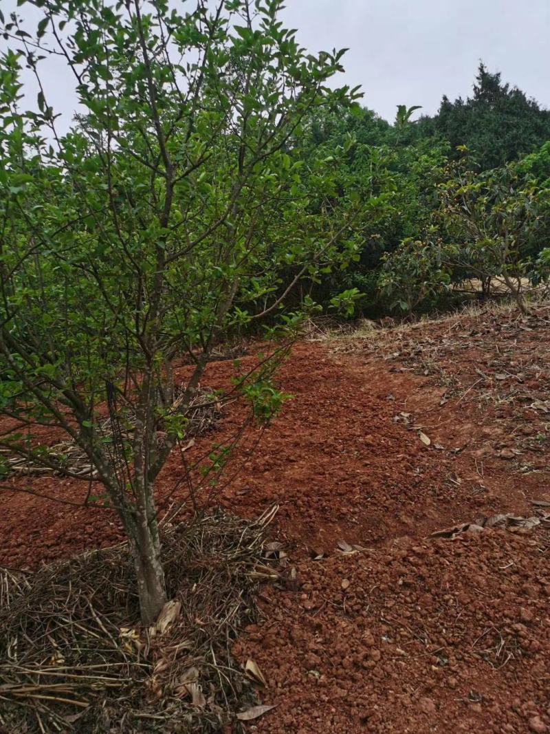 四川成都温江基地苗圃苹果树，质量保证，基地货欢迎选购