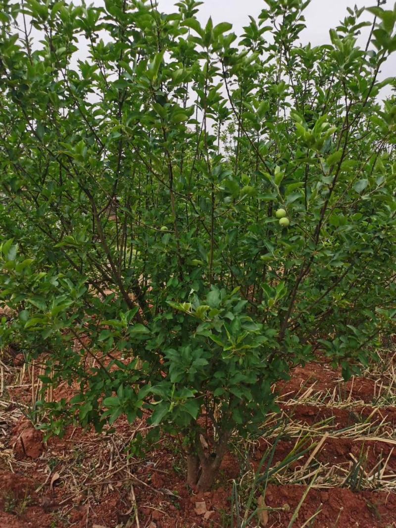 四川成都温江基地苗圃苹果树，质量保证，基地货欢迎选购