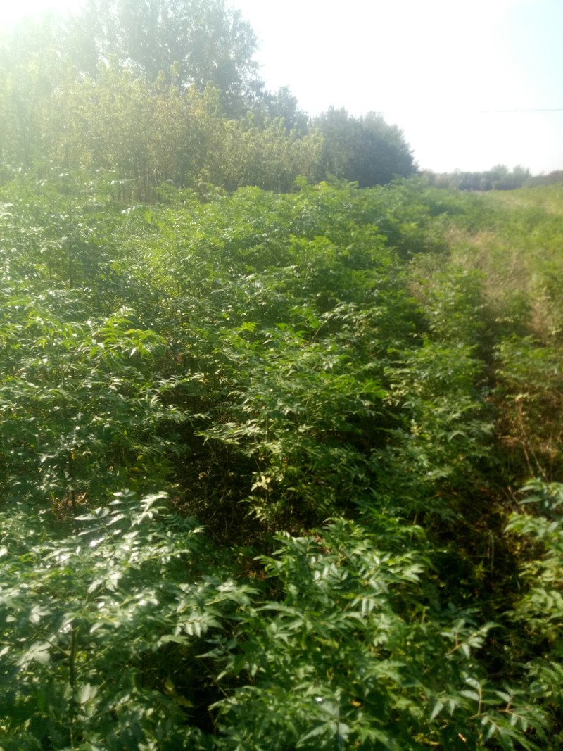 苦楝树苗供苗圃建圃使用苗基地直销