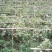 四川成都温江基地苗圃葡萄树，质量保证，基地货欢迎选购