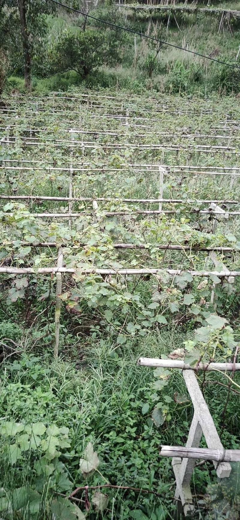 四川成都温江基地苗圃葡萄树，质量保证，基地货欢迎选购