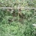 四川成都温江基地苗圃葡萄树，质量保证，基地货欢迎选购