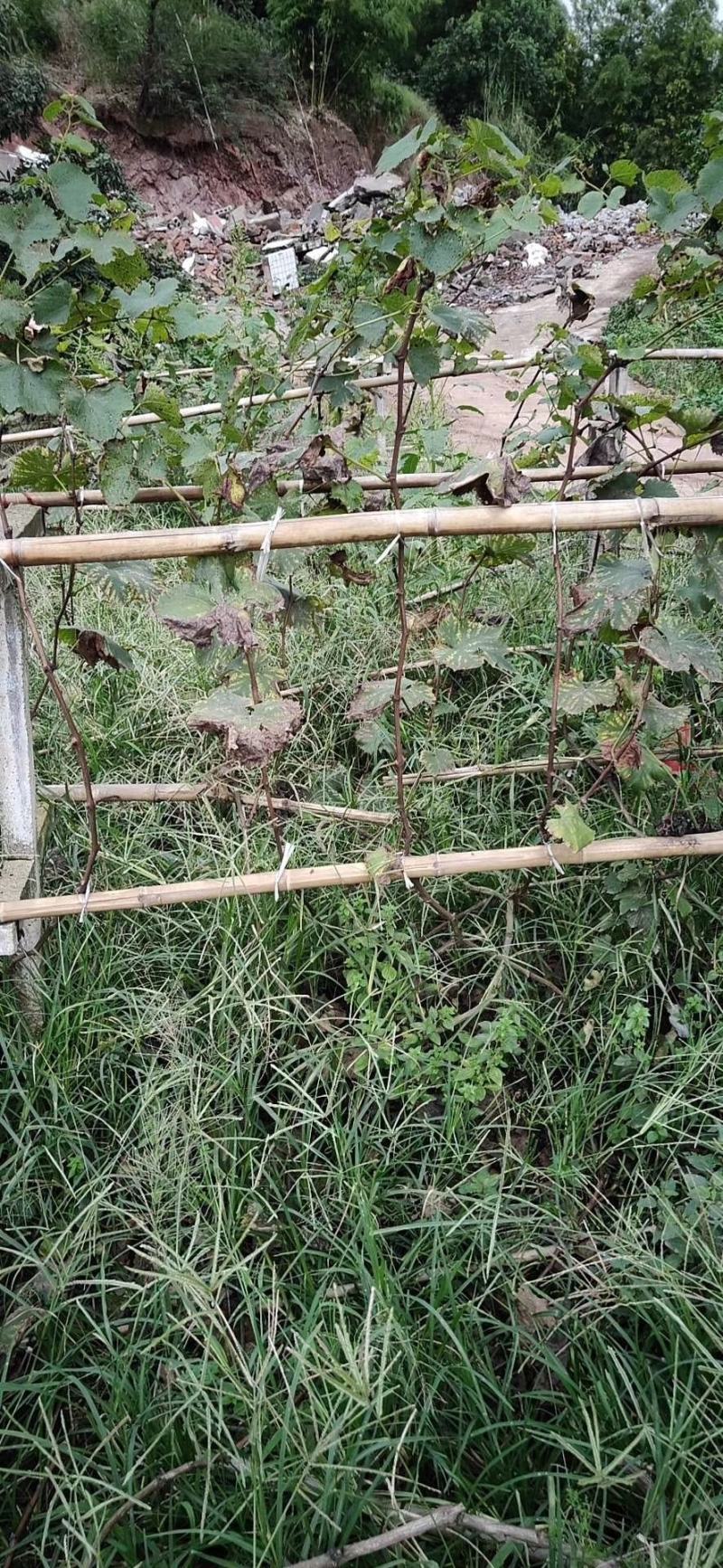 四川成都温江基地苗圃葡萄树，质量保证，基地货欢迎选购