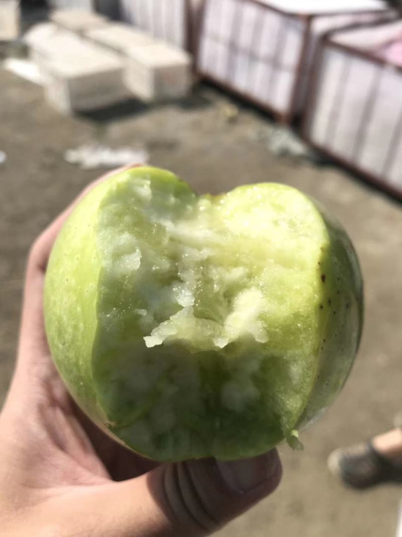 正宗王林苹果基地直发，支持一件代发