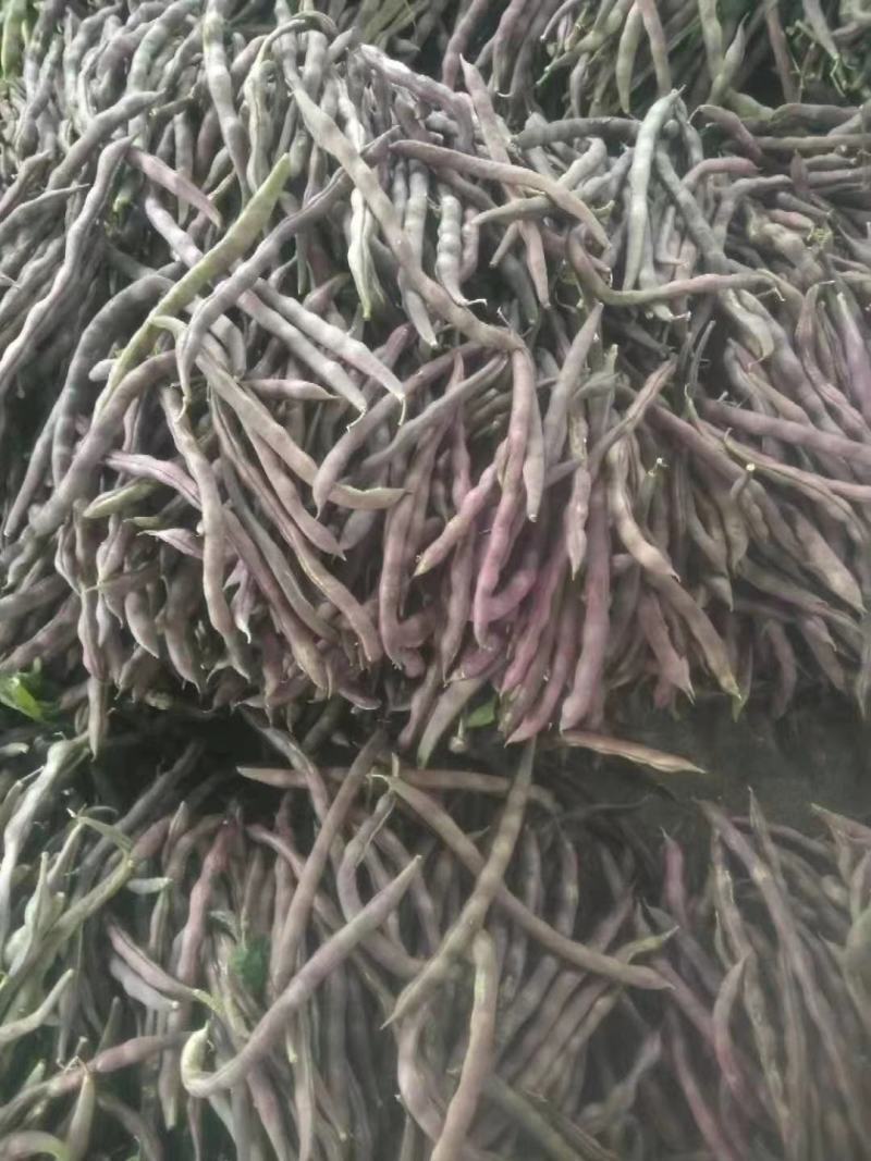 红豆角，九粒红，大灰狼，大量上市，产品同优，，，，，，，