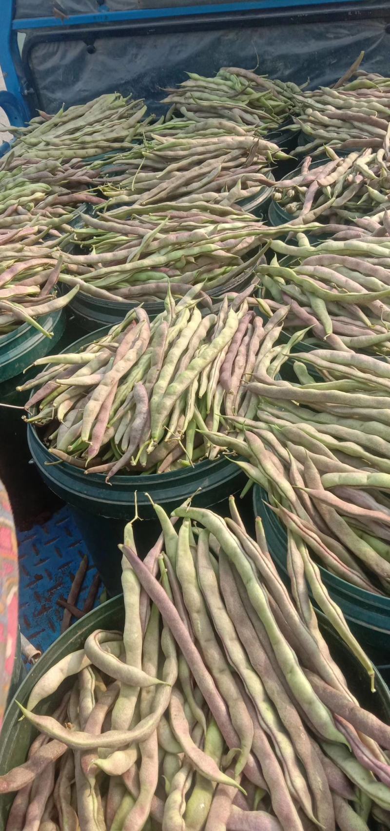 红豆角，九粒红，大灰狼，大量上市，产品同优，，，，，，，