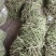 红豆角，九粒红，大灰狼，大量上市，产品同优，，，，，，，