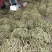 红豆角，九粒红，大灰狼，大量上市，产品同优，，，，，，，