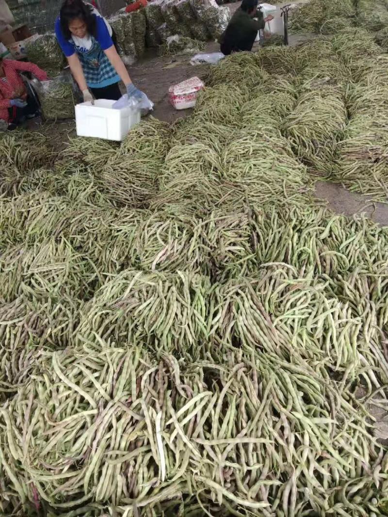红豆角，九粒红，大灰狼，大量上市，产品同优，，，，，，，