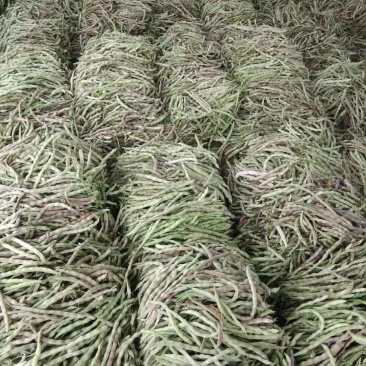 红豆角，九粒红，大灰狼，大量上市，产品同优，，，，，，，