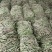 红豆角，九粒红，大灰狼，大量上市，产品同优，，，，，，，