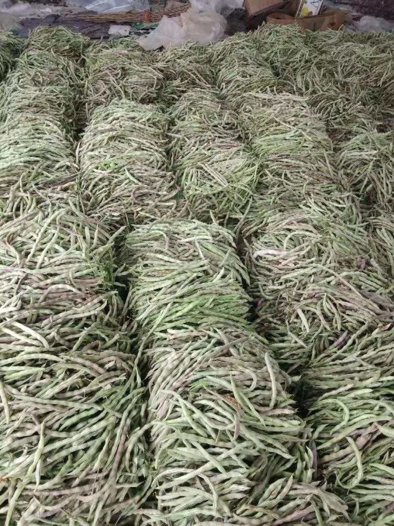红豆角，九粒红，大灰狼，大量上市，产品同优，，，，，，，