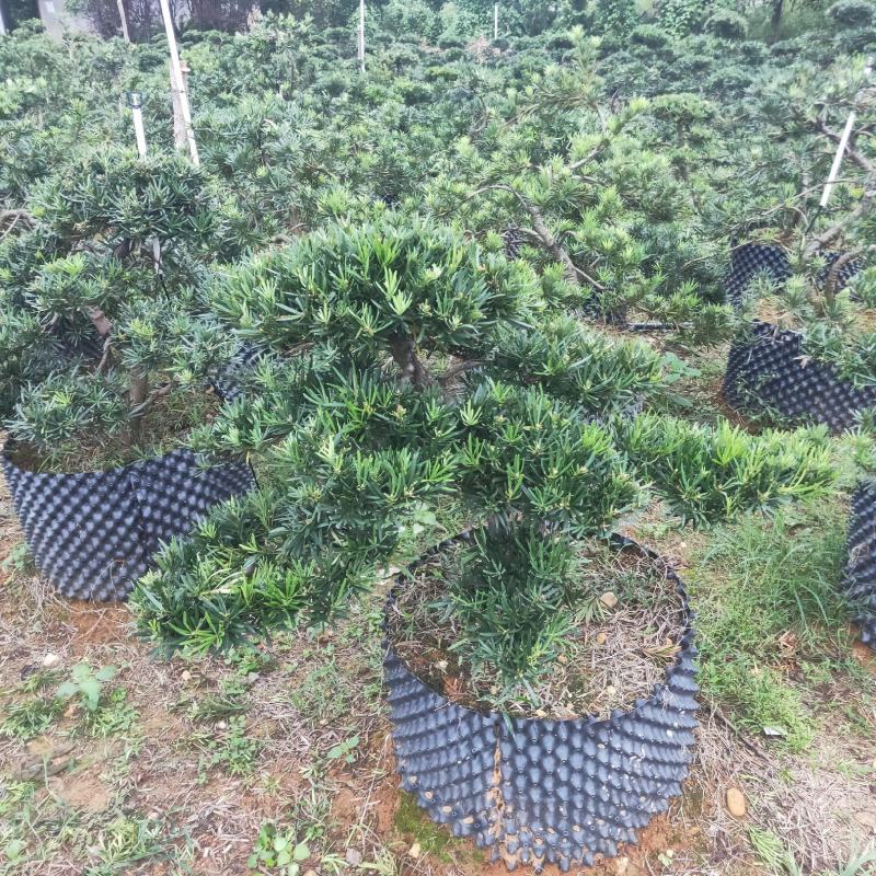 造型罗汉松树矮桩盆景罗汉松别墅庭院名贵苗木包邮