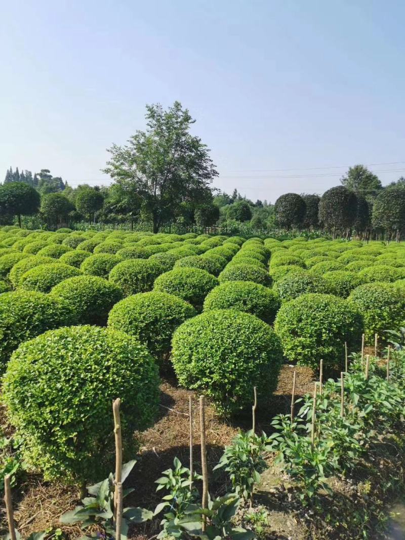 四川成都温江基地苗圃路丁香球，欢迎选购，基地货