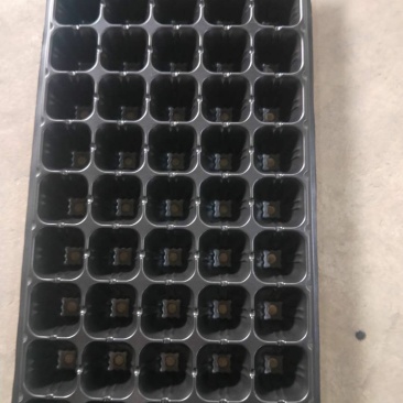 精品穴盘各种型号一手货源