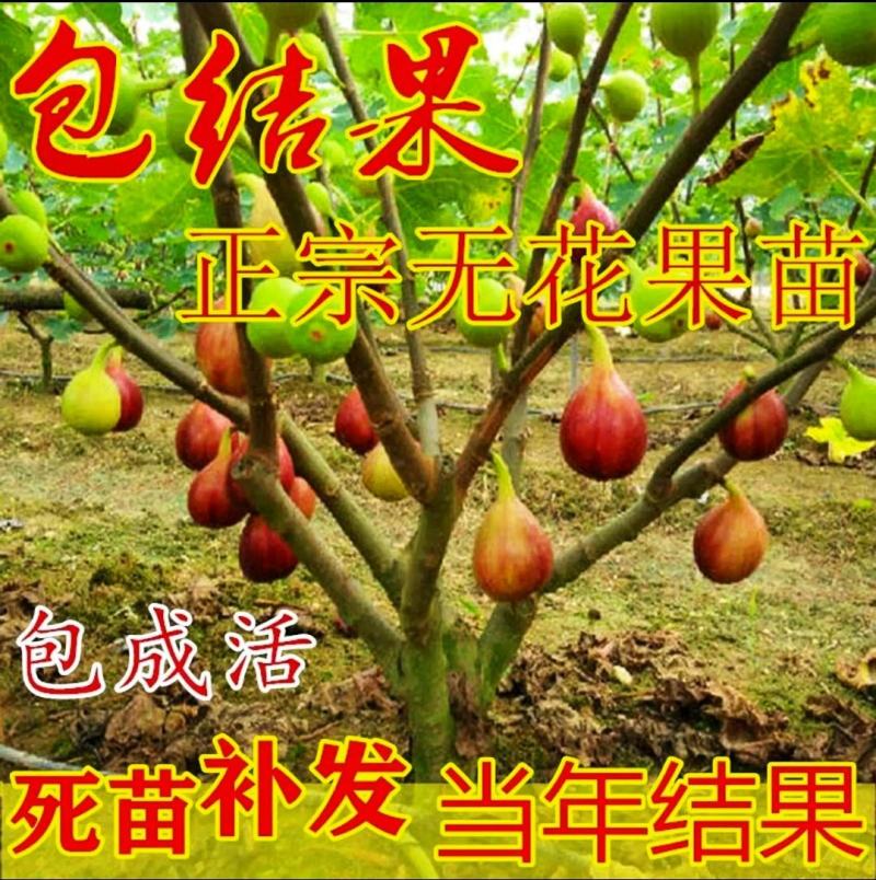 无花果树苗，波姬红树苗，布兰瑞克山东种苗