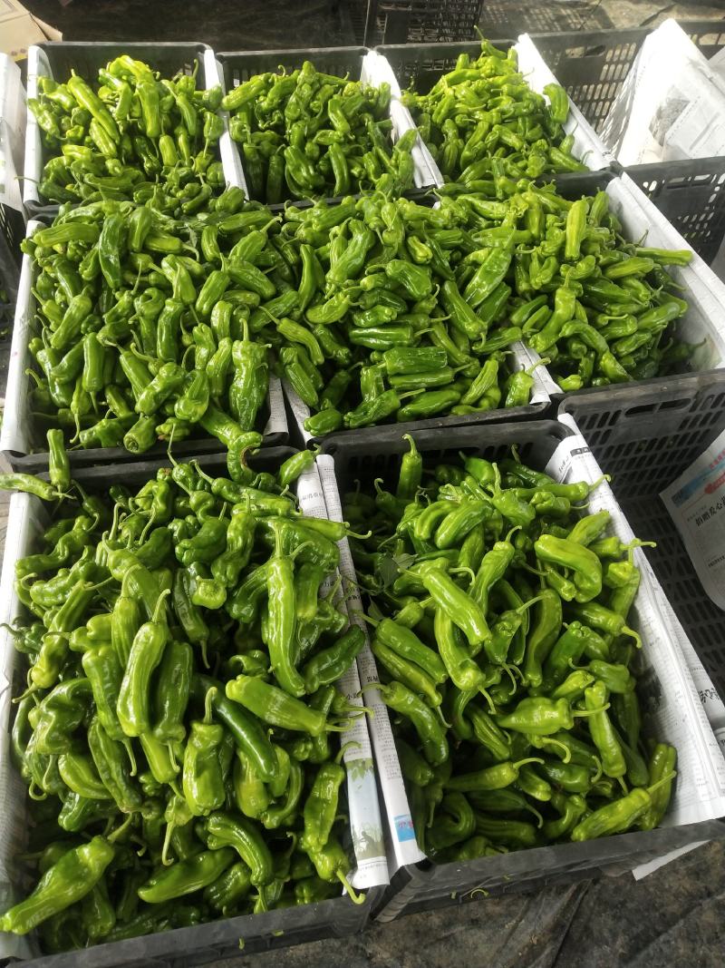 鲜辣椒大青椒4cm以上大量货源301辣椒