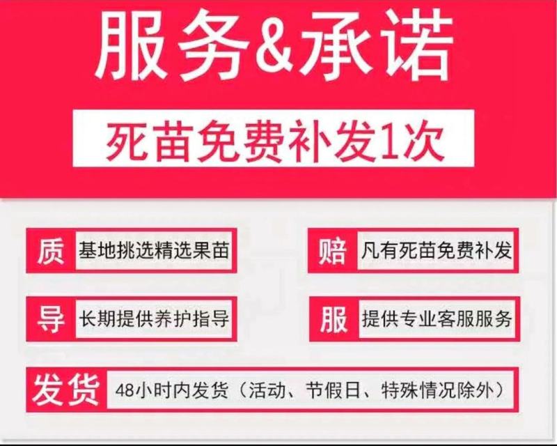 桃树苗沂蒙霜红桃果实脆甜耐寒抗冻现挖现发可视频看货