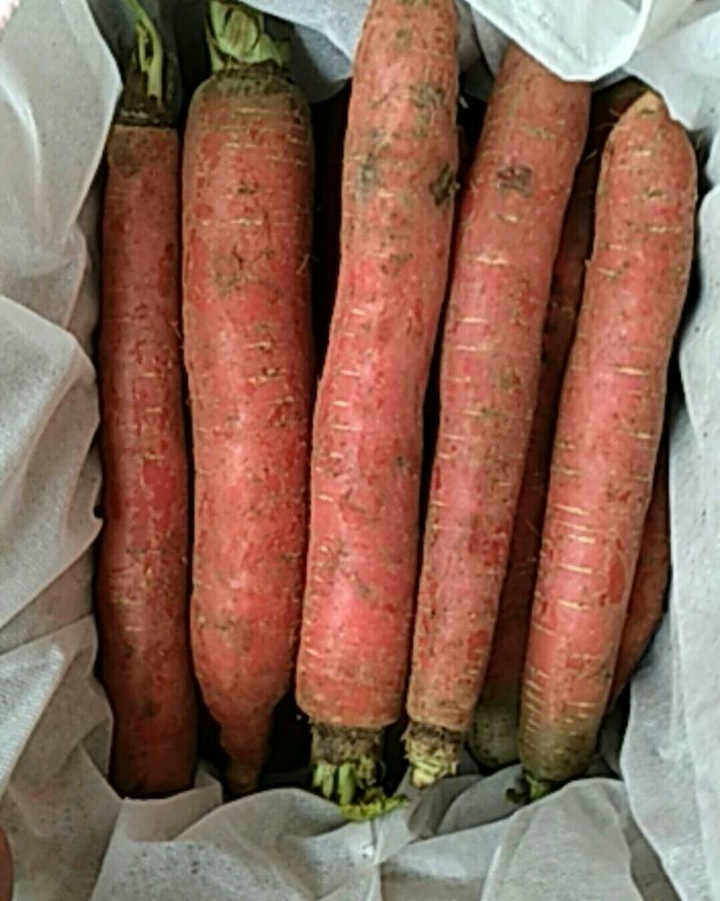 陕西大荔秤杆水果红萝卜，一件代发，量大从优，欢迎前来洽谈