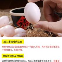 孕妇蛋宝宝辅助蛋营养蛋新鲜初生蛋五谷杂粮鸽子蛋