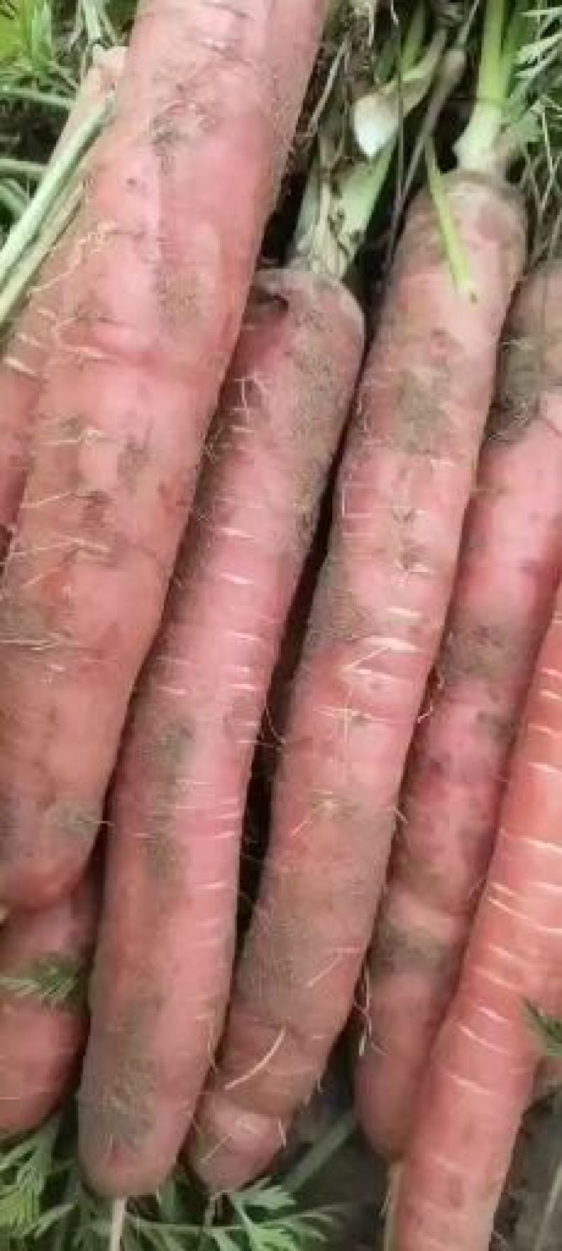 陕西大荔秤杆水果红萝卜，一件代发，量大从优，欢迎前来洽谈
