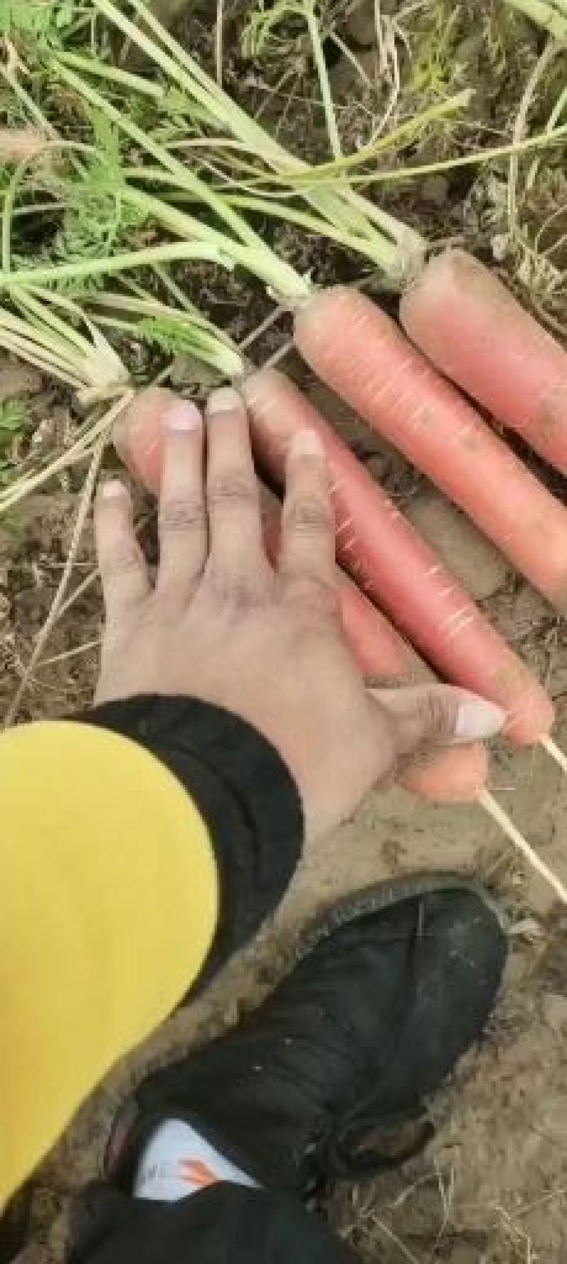 陕西大荔秤杆水果红萝卜，一件代发，量大从优，欢迎前来洽谈