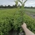 四川成都温江区苗圃基地货源充足诚信锦带，质量保证欢迎咨询