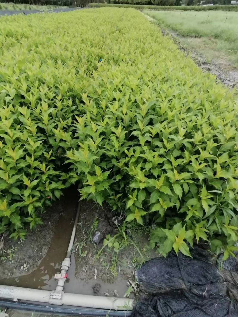 四川成都温江区苗圃基地货源充足诚信锦带，质量保证欢迎咨询