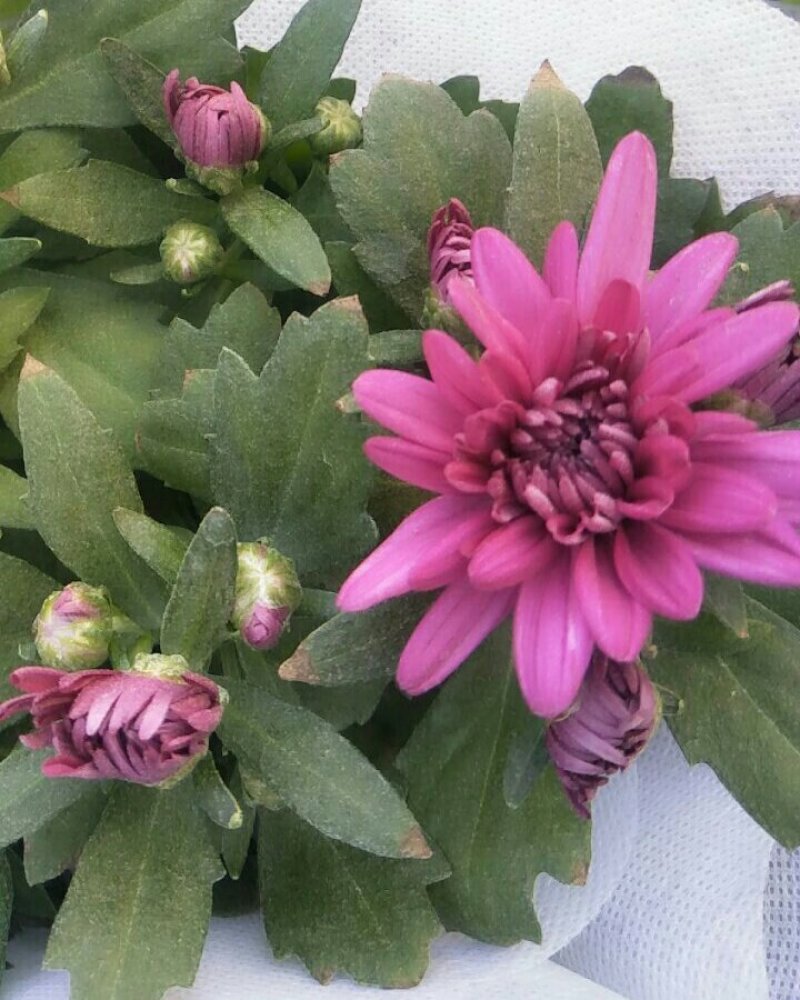 荷兰菊，口红吊兰，红绿金钻