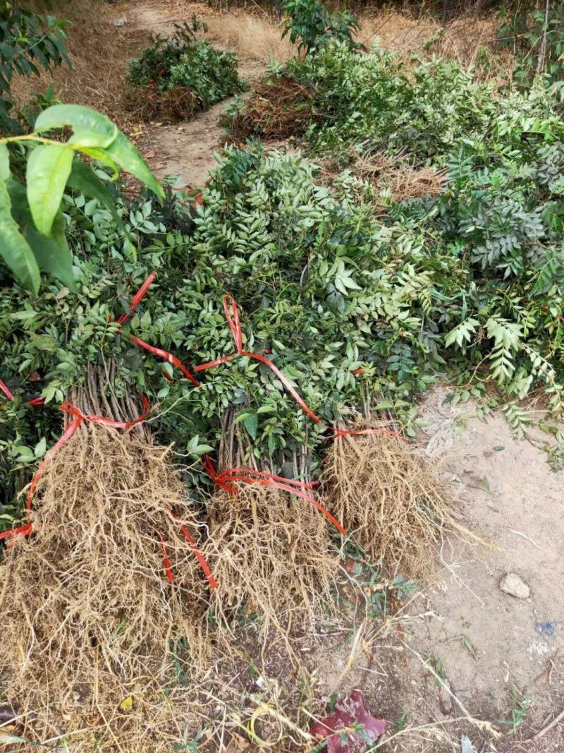 四川成都温江区苗圃基地货源充足花椒树，货源充足，规格齐全