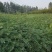 四川成都温江区苗圃基地货源充足花椒树，货源充足，规格齐全