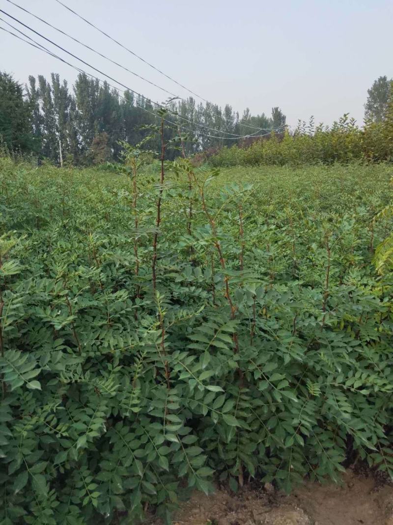 四川成都温江区苗圃基地货源充足花椒树，货源充足，规格齐全