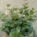 荷兰菊，口红吊兰，红绿金钻