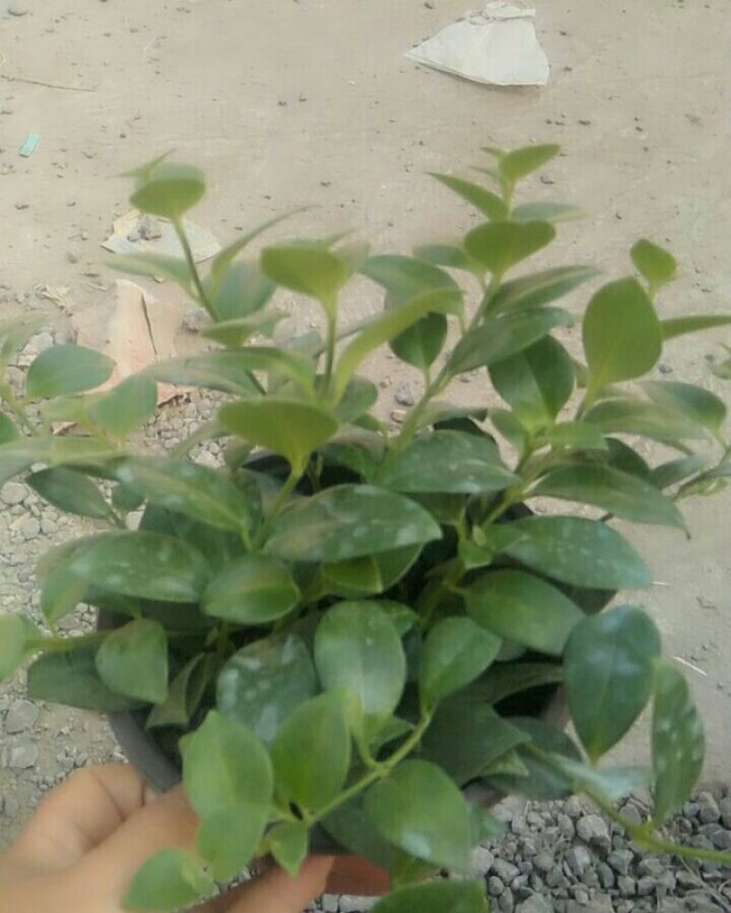 荷兰菊，口红吊兰，红绿金钻