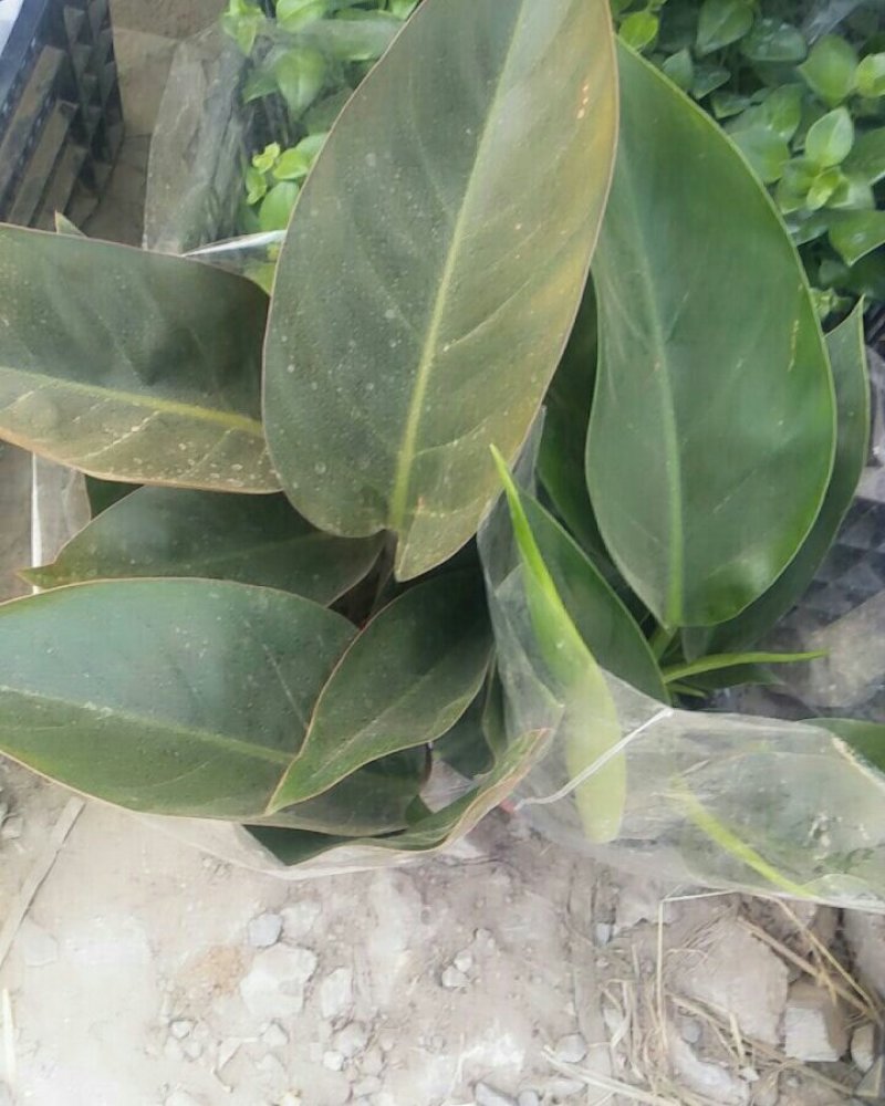 荷兰菊，口红吊兰，红绿金钻