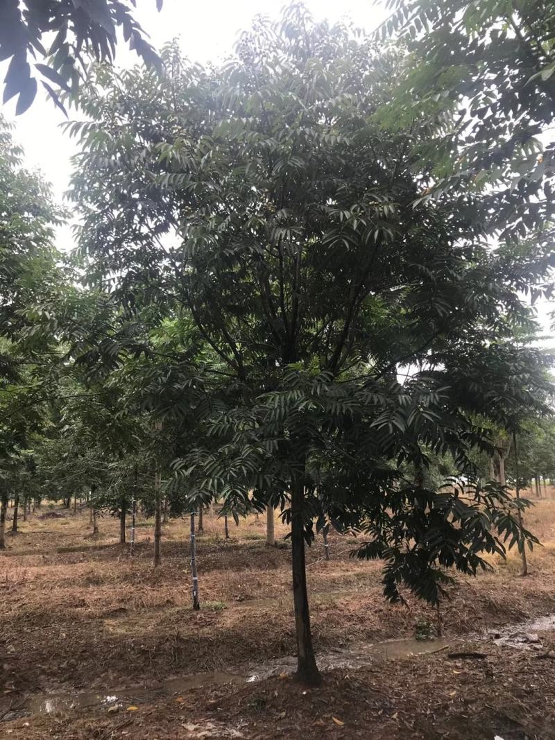 四川成都温江基地苗圃无患子，质量保证欢迎咨询