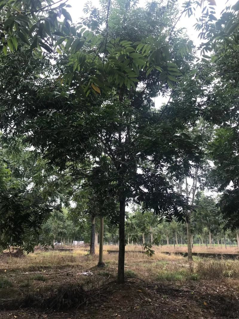四川成都温江基地苗圃无患子，质量保证欢迎咨询