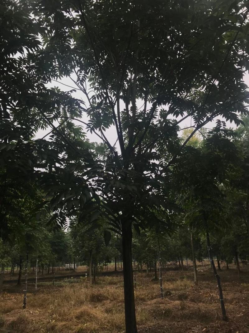 四川成都温江基地苗圃无患子，质量保证欢迎咨询