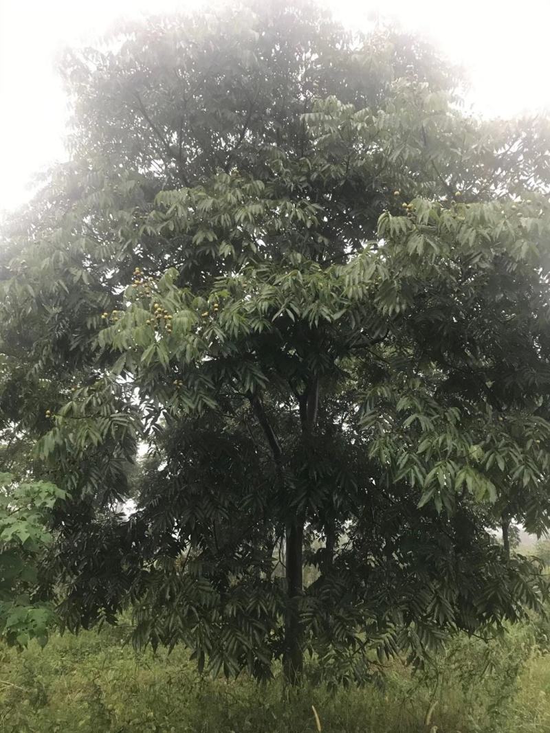 四川成都温江基地苗圃无患子，质量保证欢迎咨询