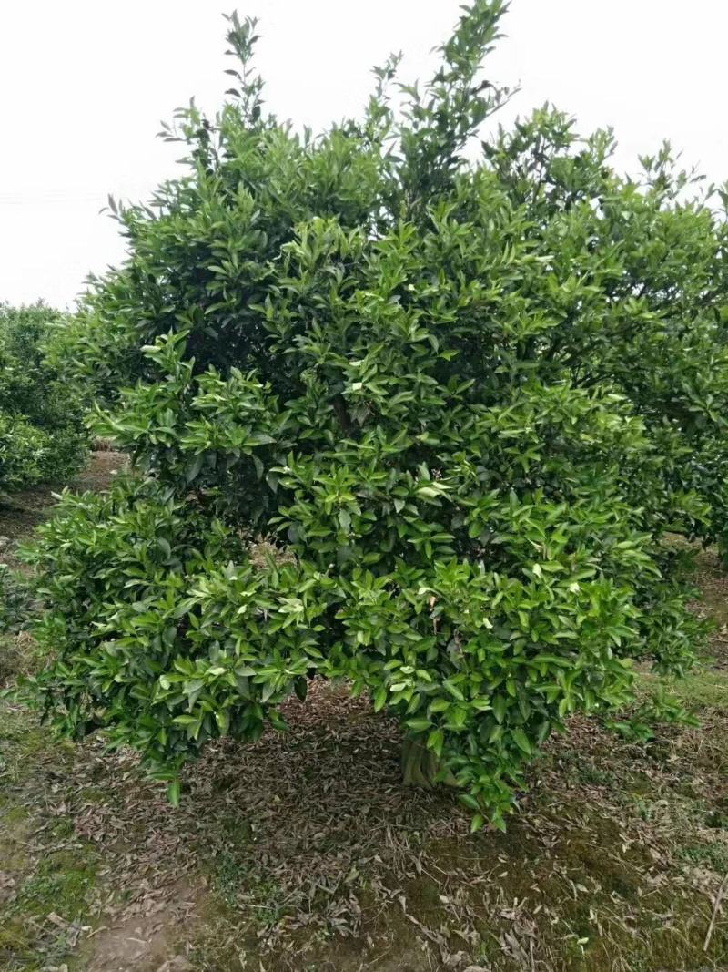四川成都温江基地苗圃桔子树质量保证，基地货欢迎选购
