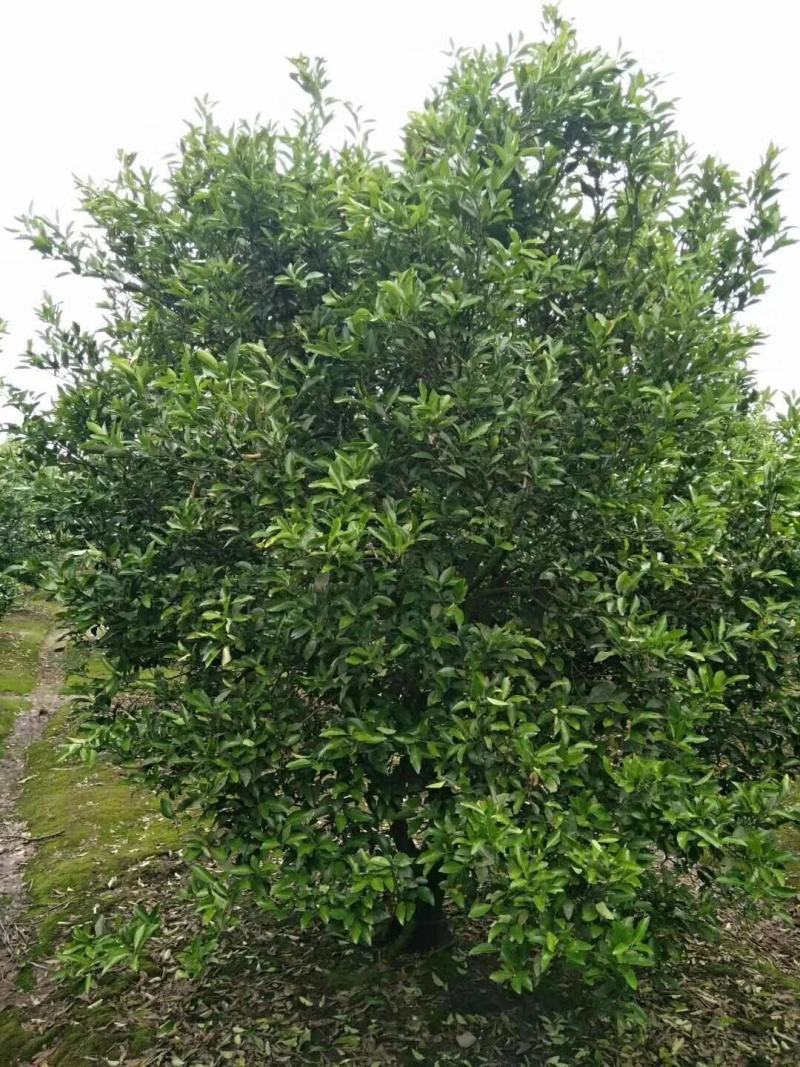 四川成都温江基地苗圃桔子树质量保证，基地货欢迎选购