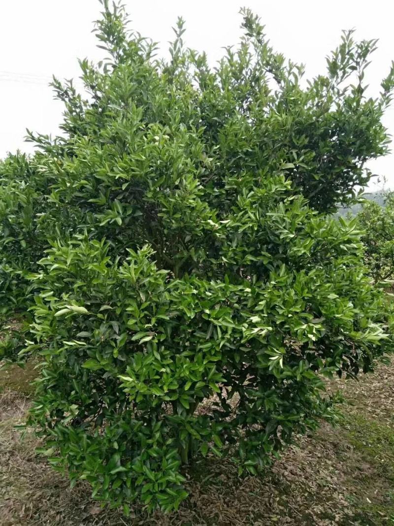 四川成都温江基地苗圃桔子树质量保证，基地货欢迎选购