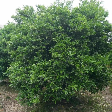 四川成都温江基地苗圃桔子树质量保证，基地货欢迎选购