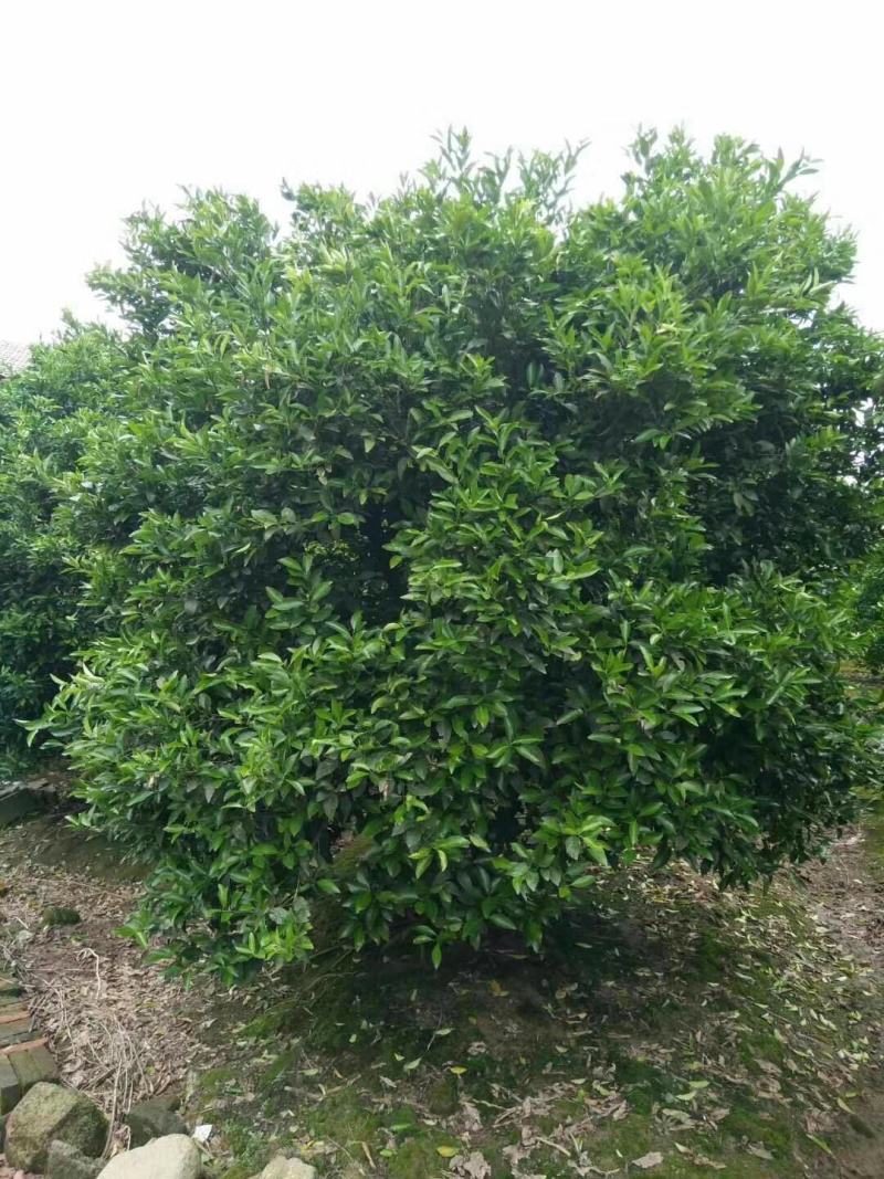 四川成都温江基地苗圃桔子树质量保证，基地货欢迎选购