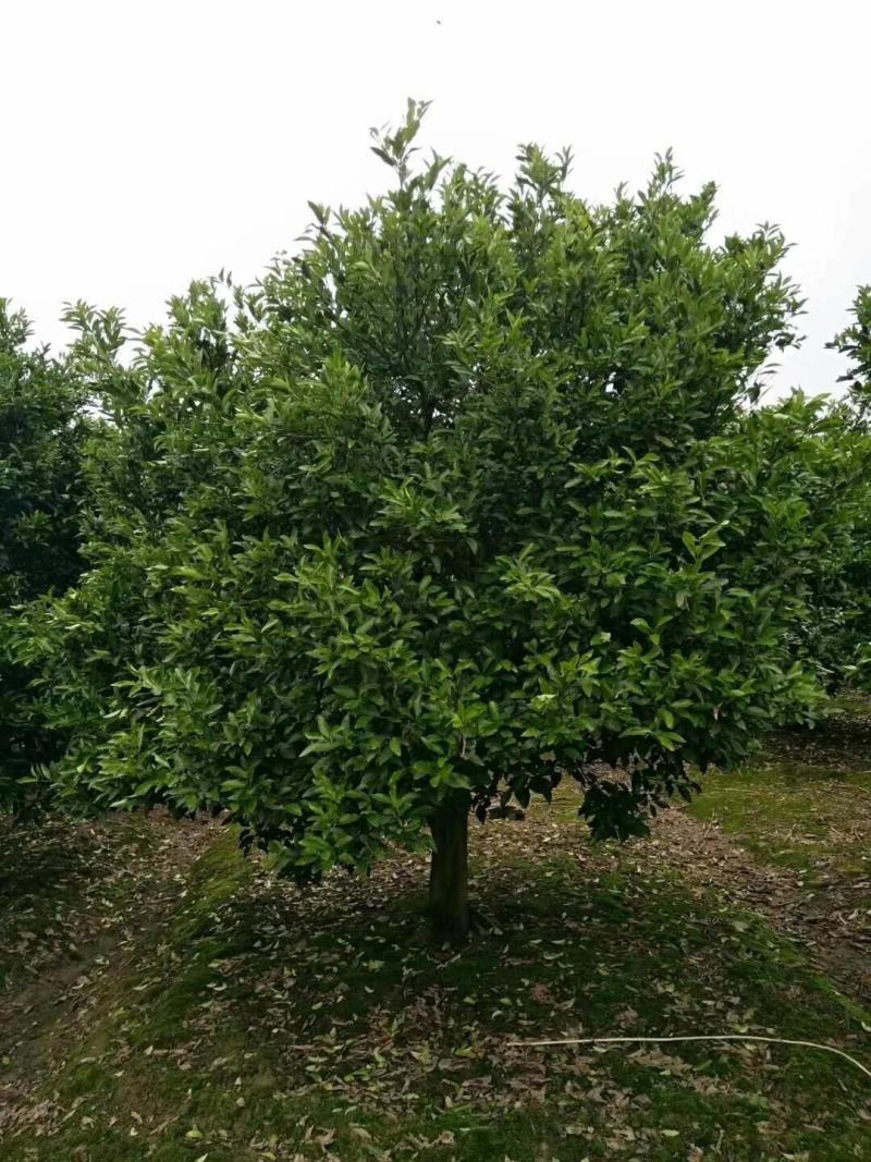 四川成都温江基地苗圃桔子树质量保证，基地货欢迎选购